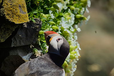 Close-up of a bird on rock