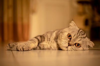 Close-up portrait of a cat lying on floor