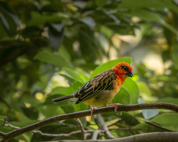 Bird perching on branch