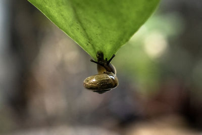 Close-up of insect on leaf