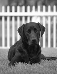 Portrait of puppy sitting outdoors