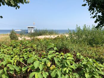 Plants by sea against clear sky