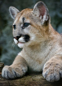 animal