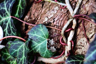 Close-up of lizard on plant
