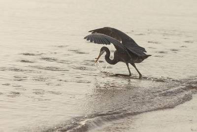 Bird on shore at beach