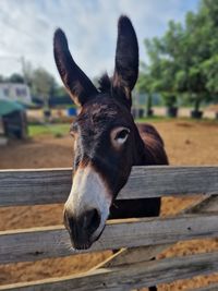 Close-up of horse