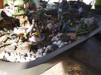 High angle view of potted plant in container