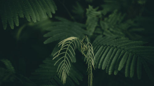 Close-up of fern leaves