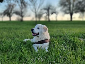 Dog looking away on field