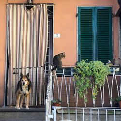 View of a dog against building