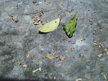 High angle view of leaves fallen on wood