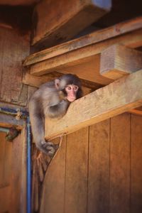 Low angle view of monkey sitting on wood structure