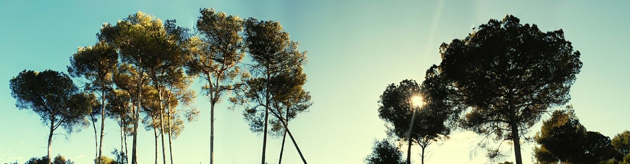 low angle view, tree, clear sky, tranquility, sky, nature, sunlight, tranquil scene, beauty in nature, scenics, growth, blue, sun, outdoors, silhouette, sunbeam, day, no people, non-urban scene, idyllic