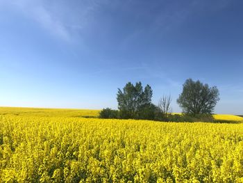 Scenic view of oilseed rape field against sky