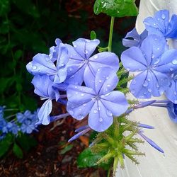 Close-up of purple flowers