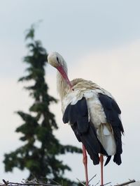 A beautiful stork in it's nest