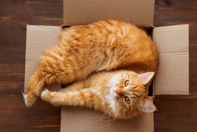 Ginger cat lies in box on wooden background. fluffy pet is doing to sleep there.