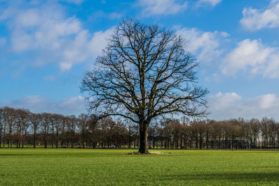 Bare trees on field against sky