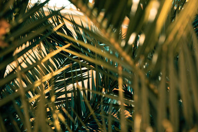 Close-up of plants growing outdoors