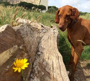 Vizsla standing by wood on field