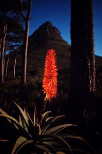 Close-up of red flower at night