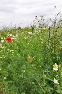 Close-up of red poppy flowers on field