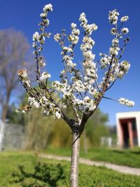 Close-up of apple blossoms in spring