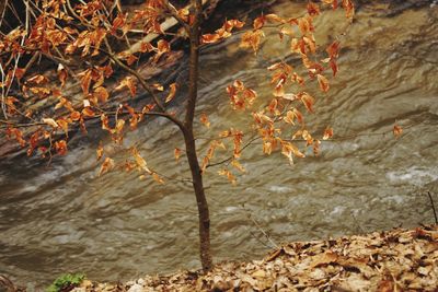 Close-up of tree