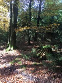 Trees in forest during autumn