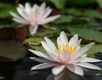 Close-up of lotus water lily in pond