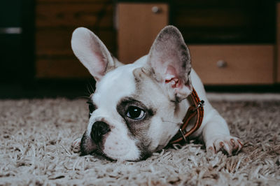 Close-up of a dog resting on rug