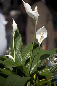 Close-up of white flowers blooming outdoors