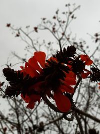 Close-up of orange flowers blooming against sky