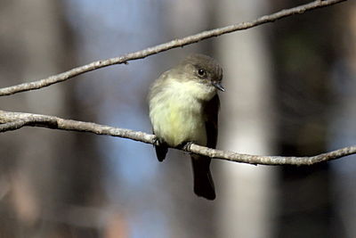Close-up of bird perching on branch