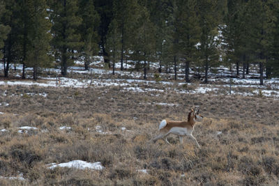 Deer standing in a forest