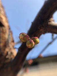 Low angle view of rose on tree against sky