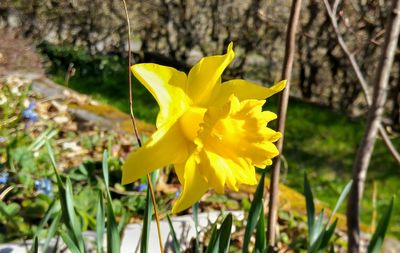 Close-up of yellow flower blooming in field