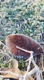 High angle view of mushroom growing on field