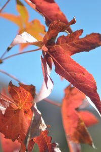 Low angle view of maple tree against sky