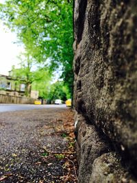 Close-up of tree trunk