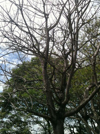 Low angle view of bare tree against sky