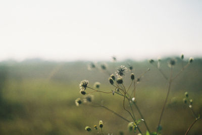 Close-up of flowering plant on field against sky