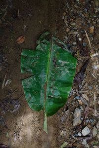 High angle view of autumn leaf