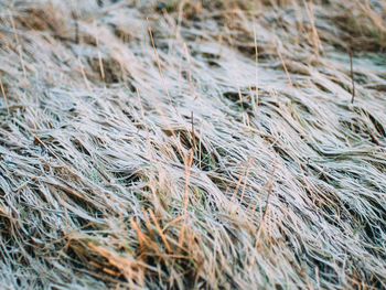 Full frame shot of grass