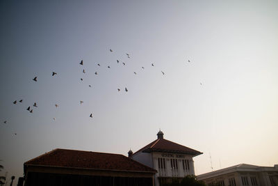 Low angle view of birds flying against sky