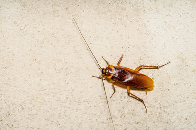 Close-up of cockroach on cement wall