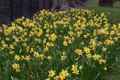 Yellow flowers blooming in field