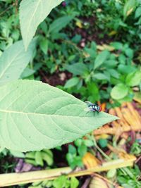 Close-up of insect on leaf