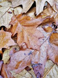 Full frame shot of dry autumn leaves