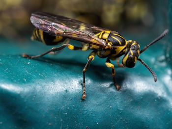 Close-up of insect